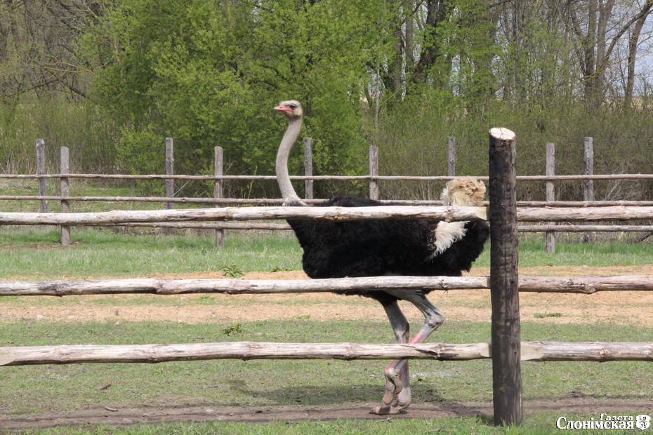 Кобринские страусы в Жировичах