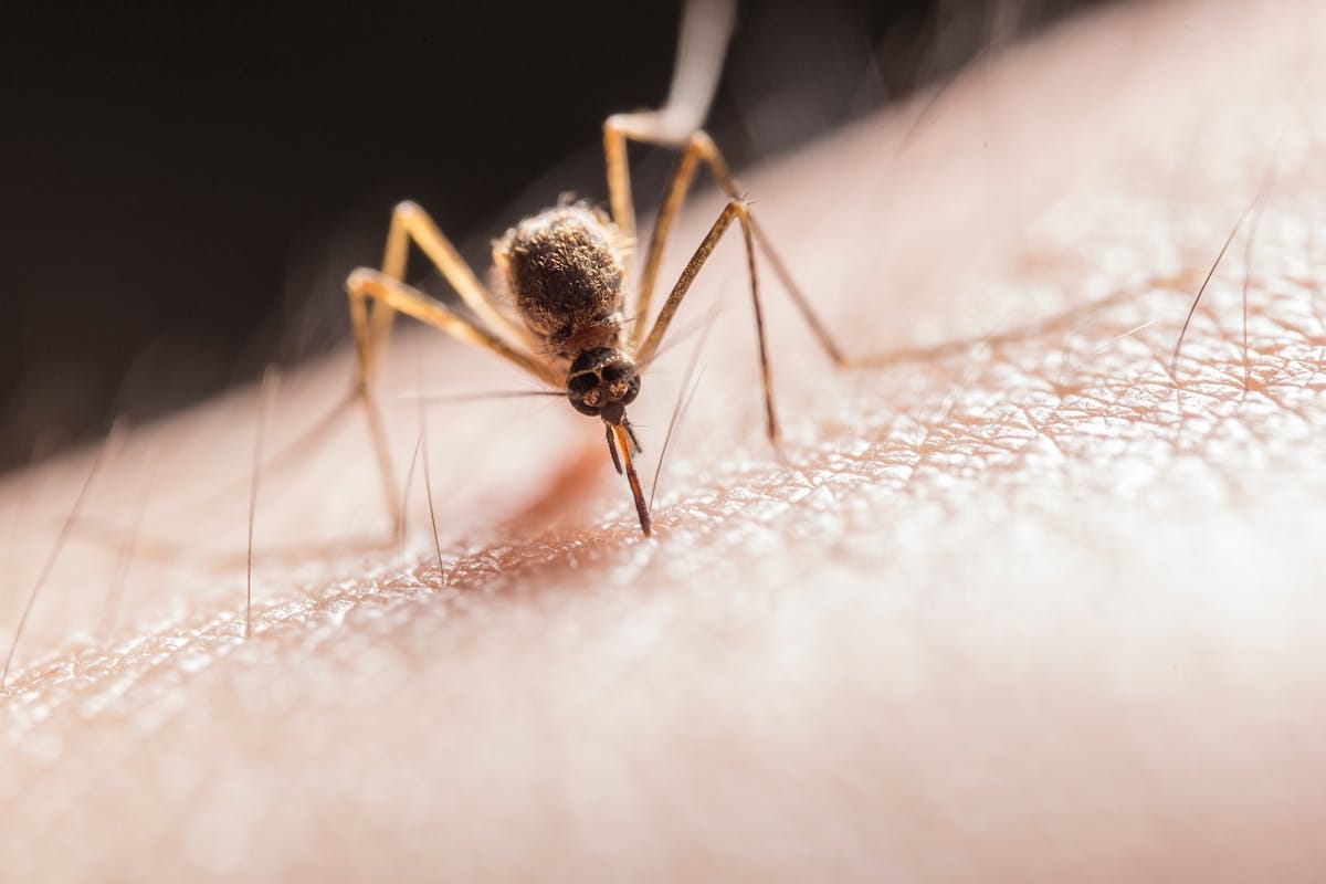 укус комара