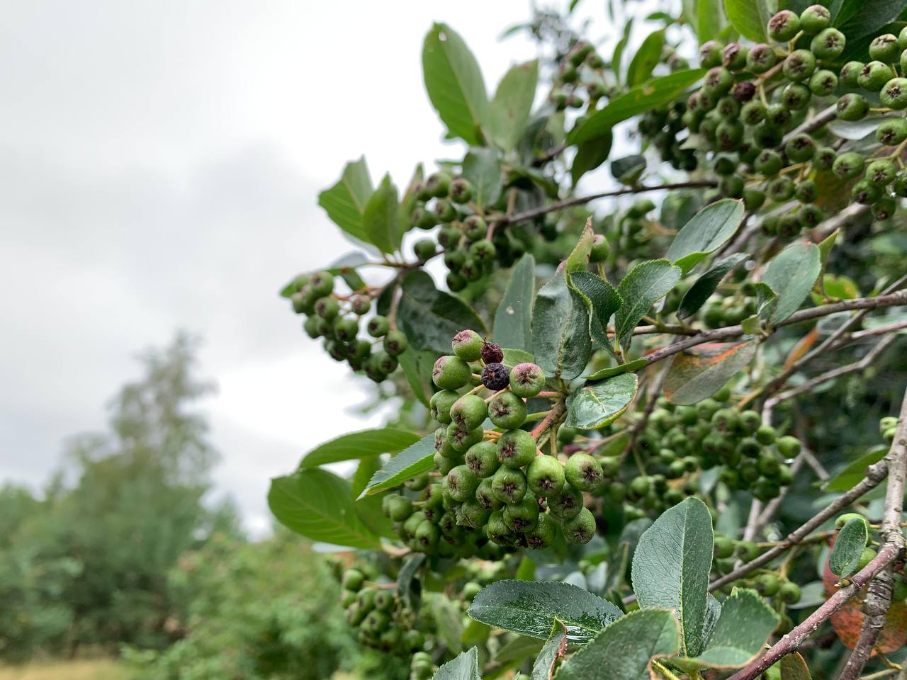 photo 2026 07 10 08 55 07