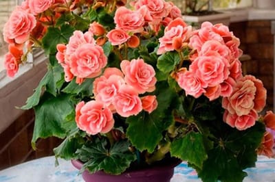 Добавьте всего три продукта — бегония оживает даже зимой