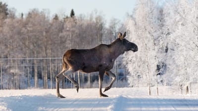 С 1 января в Беларуси запретили охоту на копытных животных
