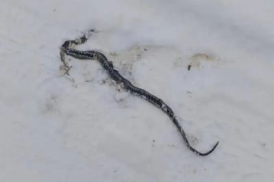 В Сморгонском районе жители увидели змею посреди зимы