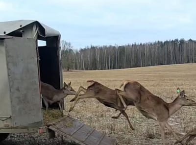 Островецкий лесхоз пополнился 72 благородными оленями