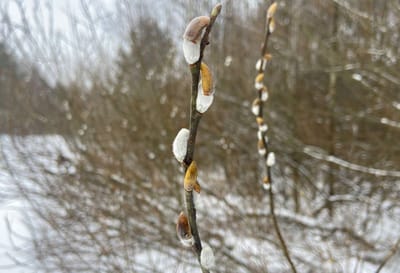 Верба с котиками, Слоним, 7 января 2026 года