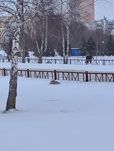 Фотофакт. В Слониме лебедю требуется помощь