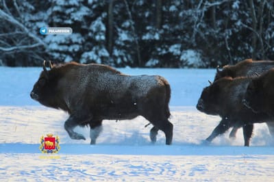Смотрите, как под Гродно в морозы кормят зубров