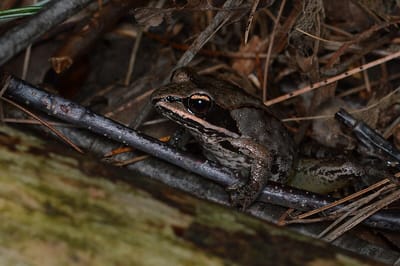 В теле этой лягушки 70 процентов воды превращается в лёд — и она выживает