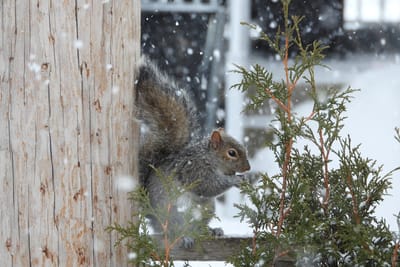 Какую погоду принесет сибирский антициклон? Прогноз по Гродненщине на 17-19 января 