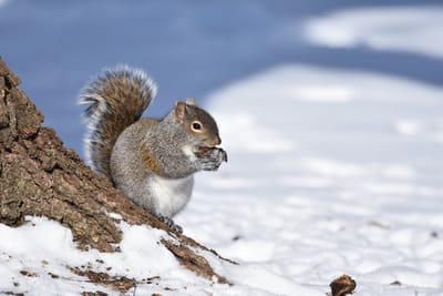 Мороз отпустит хватку? О погоде на Гродненщине 21-23 января 