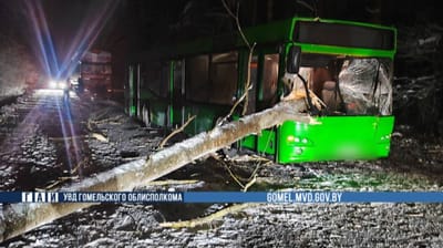 В Гомельском районе дерево упало на рейсовый автобус, который ехал по дороге