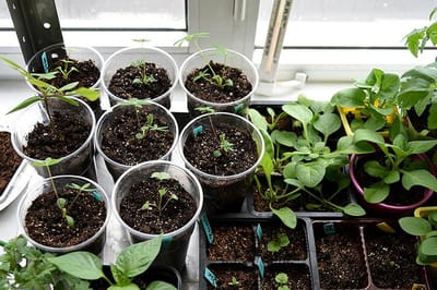 Не ждите весны: эти культуры сеют уже зимой