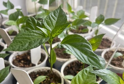 Лучшие дни для посева перца в 2026 году по лунному календарю