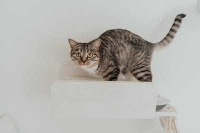 Как понять кошку: что говорит ваш питомец языком хвоста?