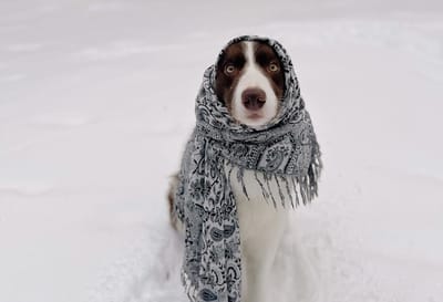 Морозы не думают сдаваться: о погоде на Гродненщине 2-4 февраля