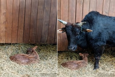 В Гродненском зоопарке родилась малышка по кличке Забава