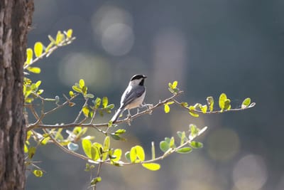 Названа дата наступления весны в 2026 году — световой день станет равен ночи