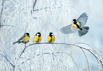 Синицы поют — мороз на подходе: народные приметы на 8 февраля