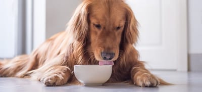 собака кушает