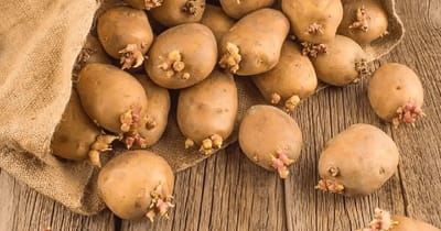 Картофель портится? Положите рядом этот фрукт, и он перестанет прорастать месяцами