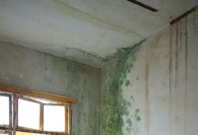 «Стены должны дышать»: этот миф о плесени широко распространен, но неверен