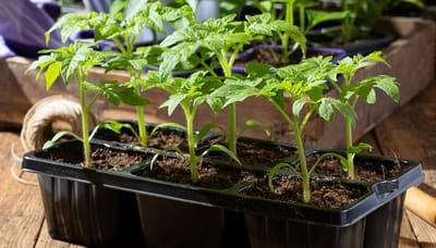 Бабушка знала, чем подкармливать рассаду, чтобы она росла коренастой