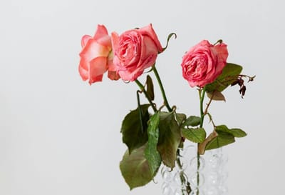 Как продлить жизнь розам в вазе