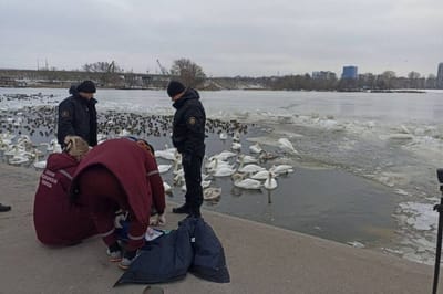 В Бресте женщина кормила уток, поскользнулась у причала и погибла