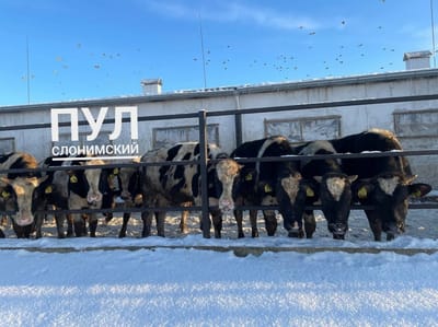 В Слонимском районе проверили условия содержания КРС: какие нарушения выявили