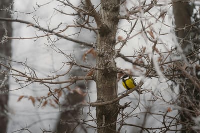 Белорусов предупредили: за это действие с деревьями грозит штраф до 500 базовых величин