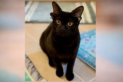 Котенок с четырьмя ушами стал звездой интернета