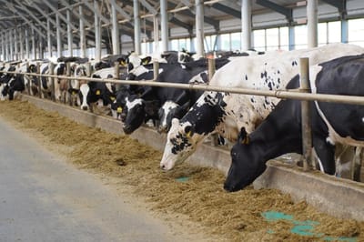 КГК выявил нарушения в содержании КРС в хозяйствах Гродненской области