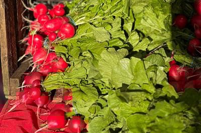 Не выбрасывайте ботву редиса – его листья полезны