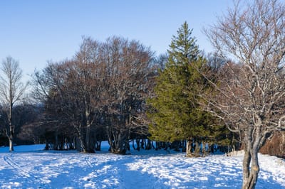 Уже почти весна? Что приготовила природа на первую неделю марта