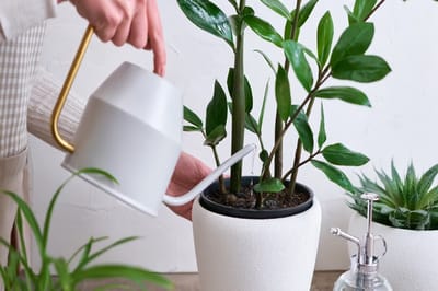 Добавьте несколько капель этого натурального средства в воду — замиокулькас отблагодарит цветением