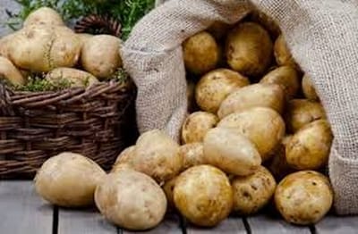 Опытные огородники обрабатывают картофель перед посадкой этим раствором — клубни вырастают крупными