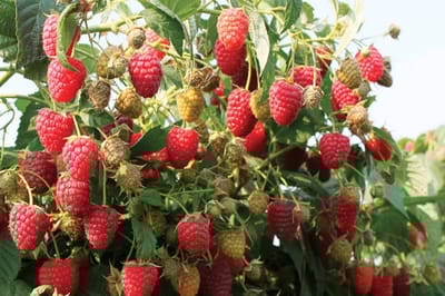 Сделайте это с малиной после схода снега — ягоды будут крупными и сладкими