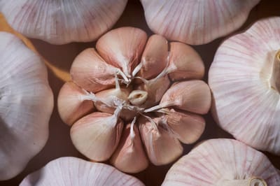 Как посадить чеснок весной, чтобы выросли крупные и здоровые головки