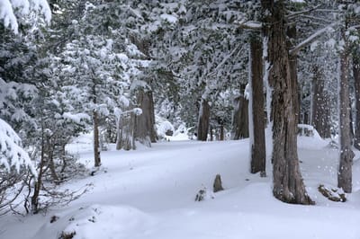 Какой была зима 2025/2026 в Гродненской области: климатическая характеристика 