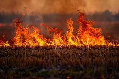 Белорусов предупредили о крупных штрафах за пал травы весной
