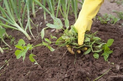 Это натуральное средство поможет превратить сорняки в пыль