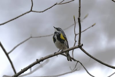 Прогноз погоды в Гродненской области на 17–19 марта