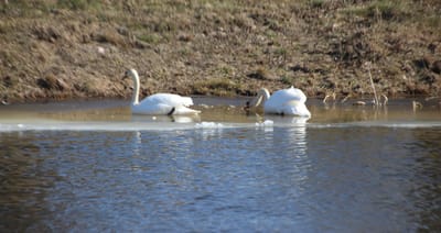 В Слониме нашли мертвого лебедя