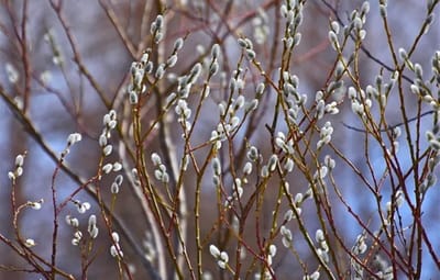 21 марта — Вербоносица: если верба осыпается — это тревожный знак