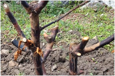 Почерневшие розы оживут за неделю: простой раствор — 3 капли на литр воды