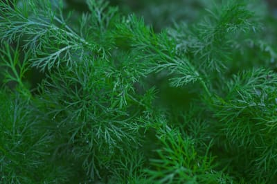  Почему укроп растет чахлый и тощий: главные ошибки садоводов