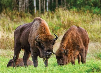 Три беловежских зубра погибли под колесами поезда в Польше