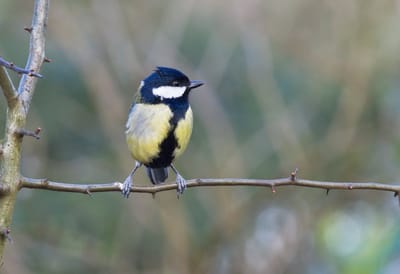 Ночью до +7 градусов: о погоде в Гродненской области 26-28 марта