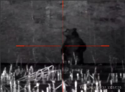 Настоящий гигант: в Крупском районе заметили огромного медведя