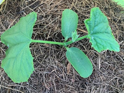 Лучшие дни для посева огурцов в 2026 году: когда сажать, чтобы собрать богатый урожай