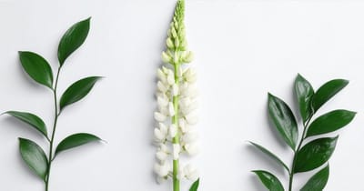 В Беларуси придумали котлеты и паштет из люпина — по белку они не уступают сое